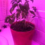 Wilted Basil after 2 Hours Under Plant light